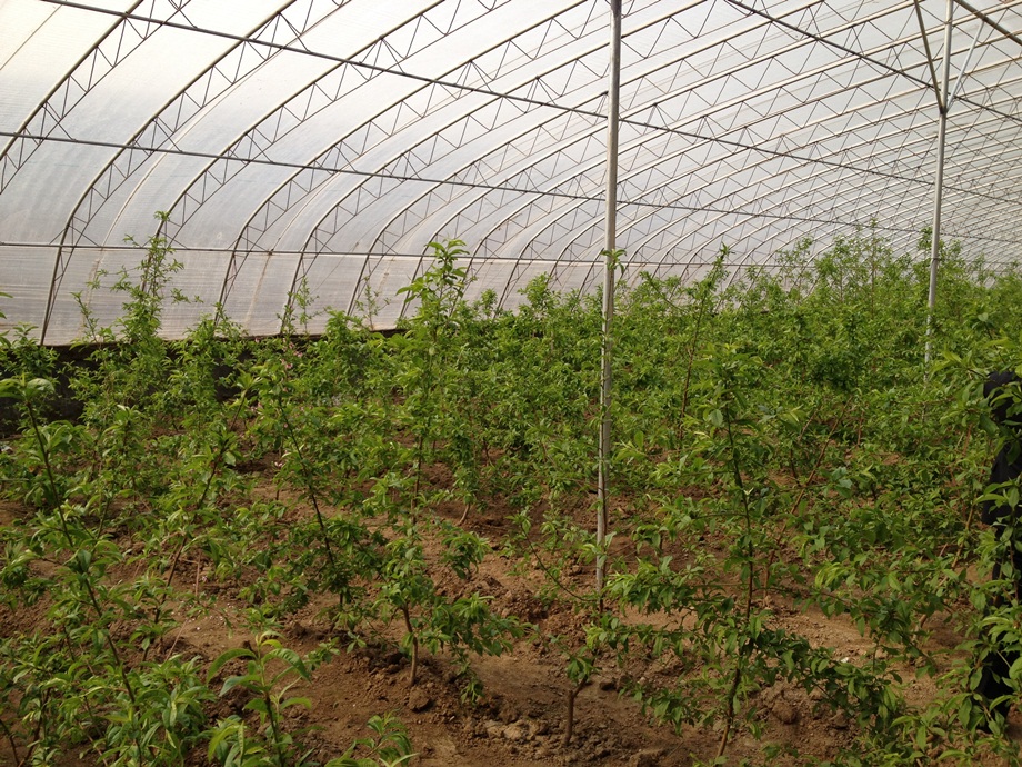 Inside a low-technology greenhouse a large number of trees are being cultivated.  Tens of thousands of these greenhouses have been built in recent years.