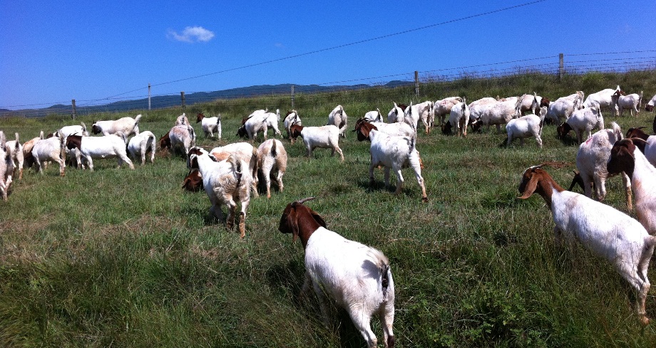 A herd of white goats with brown necks and heads graze under unusually clear, and deep blue skies.