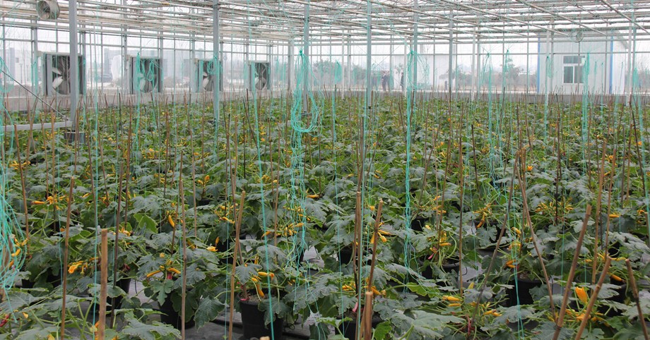 A large, modern, high-ceilinged greenhouse filled with yellow-flowered plants growing in individual pots.