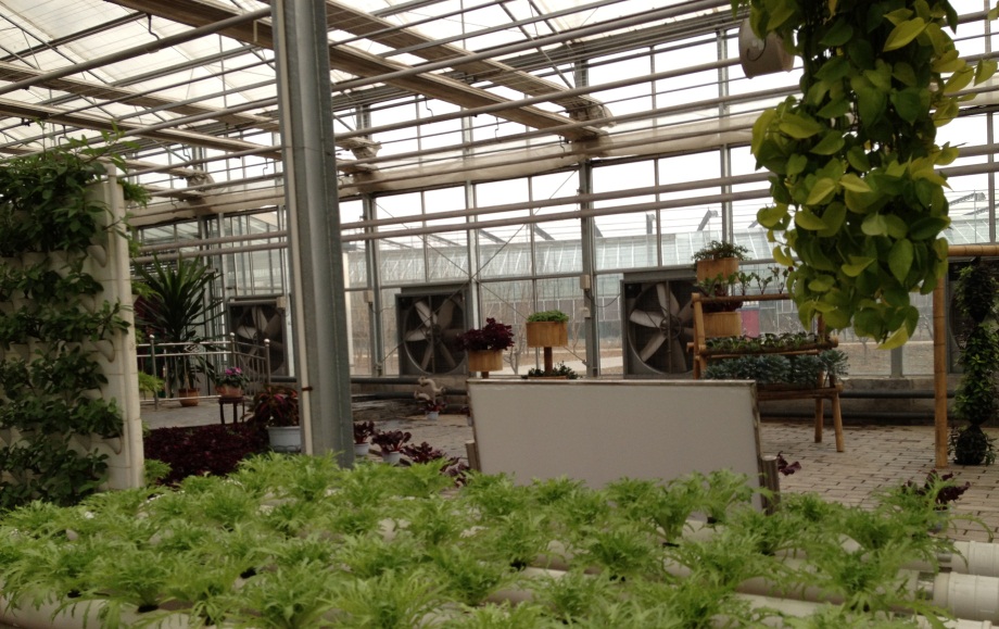 Inside a high-tech greenhouse a variety of plants are cultivated using hydroponic methods.