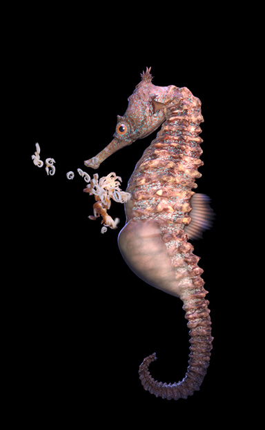 A digital animated pink and orange male seahorse giving birth in a dark ocean.