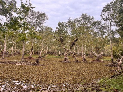 Landscape picture of the Kuan Kreng Landscape, Thailand’s second largest peat swamp forest