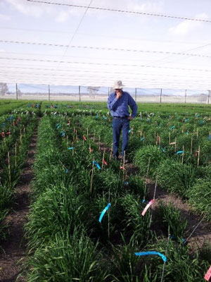 Farmer standing in a green house checking his crops.