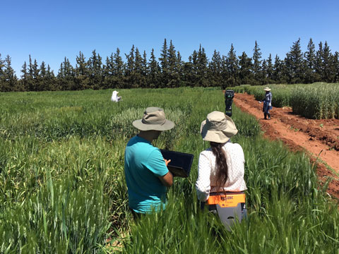 People scattered in a field measuring temperatures.