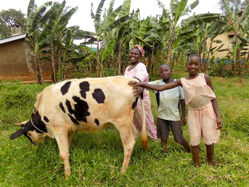 Rosemary and two boys with a cow.