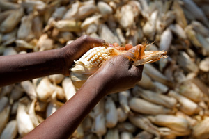 Woman's hands shown peeling the husk from a corn cob