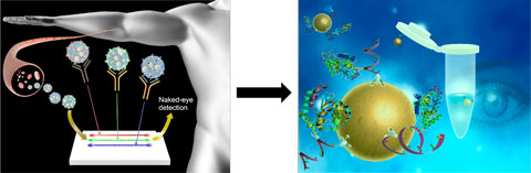 scientific graph with an arrow to another scientific graph. Detailed description in caption