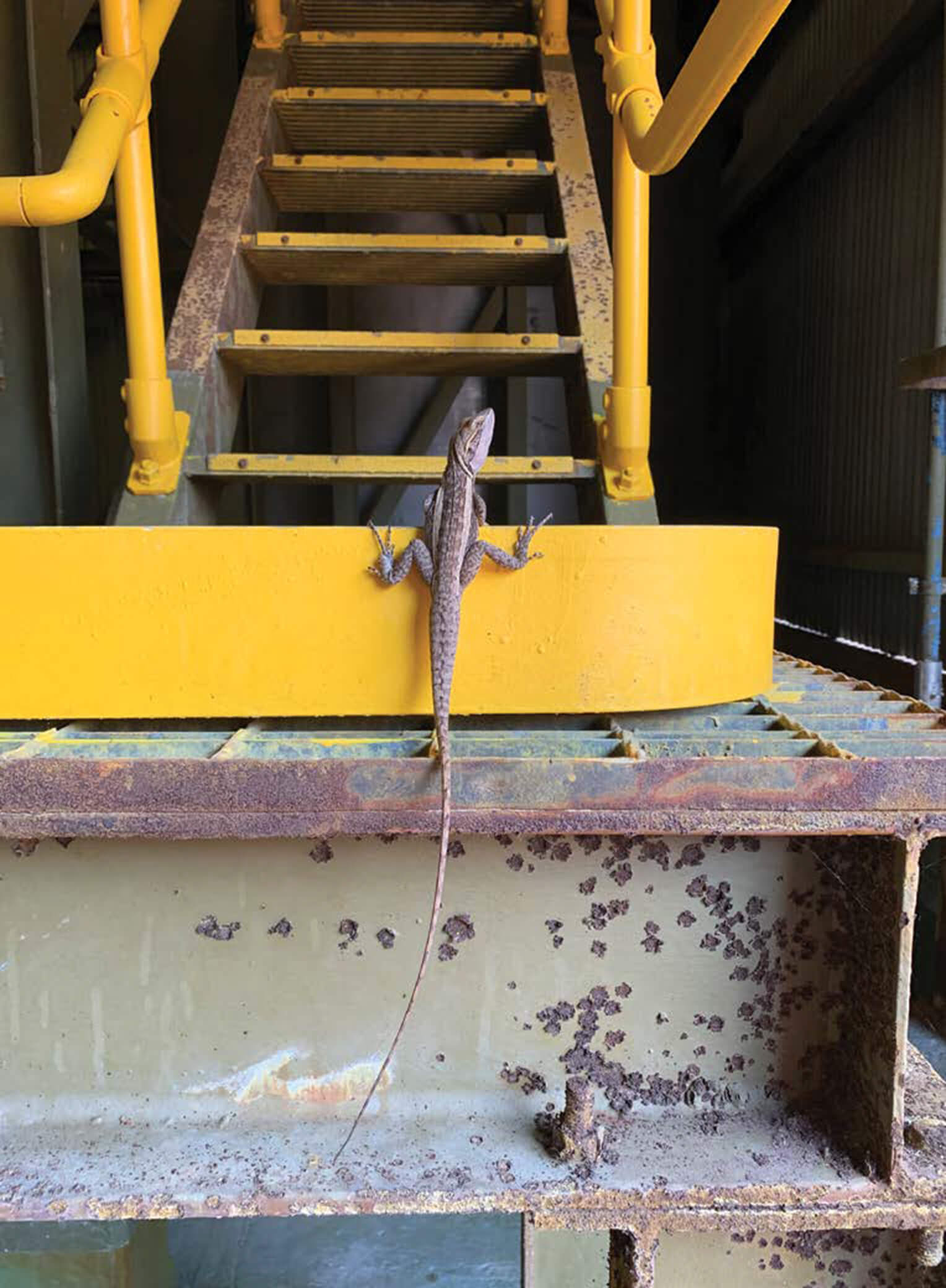 Gilbert's dragon (Lophognathus gilberti) resting on stairs at the Ranger Uranium Mine.