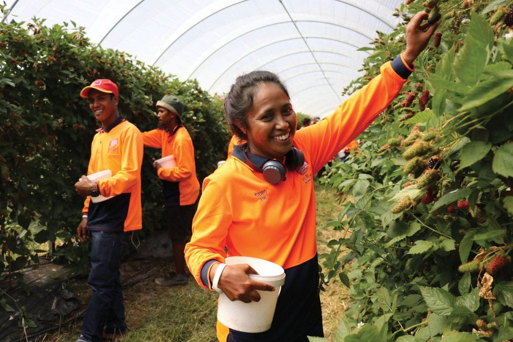 Timorese worker picking berries at Hillwood Berries in Tasmania as part of the Seasonal Worker Programme [Pacific Labour Facility/Karen Young]