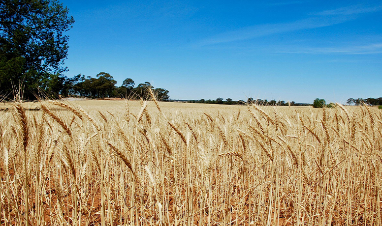 agriculture