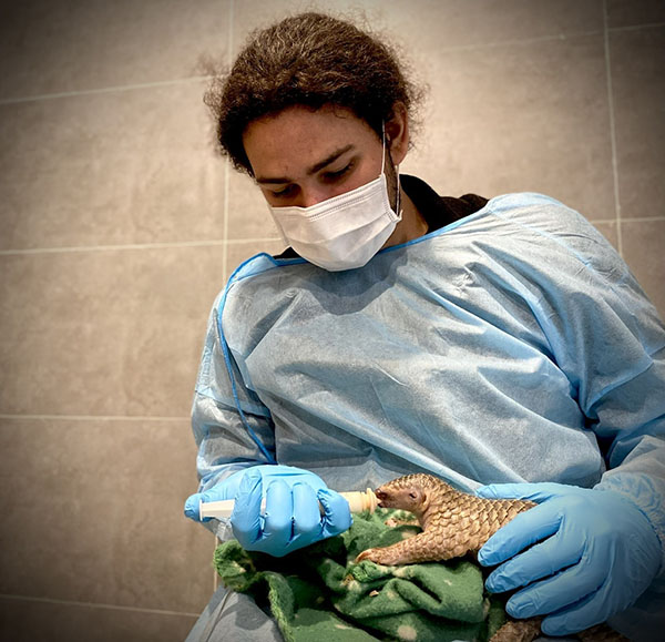 Man dressed in gown, facemask and gloves feed a baby pangolin with a bottle.