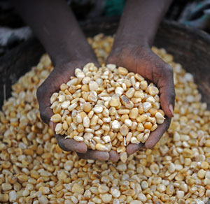 Photo of an African woman's hands holding grain.