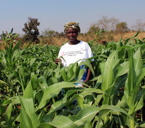 Photo of Lonika Mvula standing in an AACES demonstration plot.