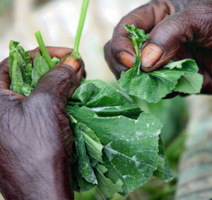 Photo of an African woman's hands as she strips pumpkin leaves.