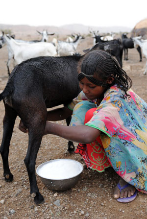 Photo of an African girl milking a goat.