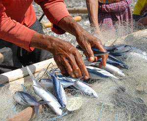 Display of small fish caught in a net with a person’s hands reaching in to collect them.