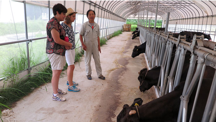 People look at cows that are confined with metal bars