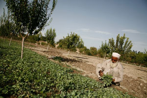 An older Afghan male is squatting down beside a plot of land, pulling weeds.