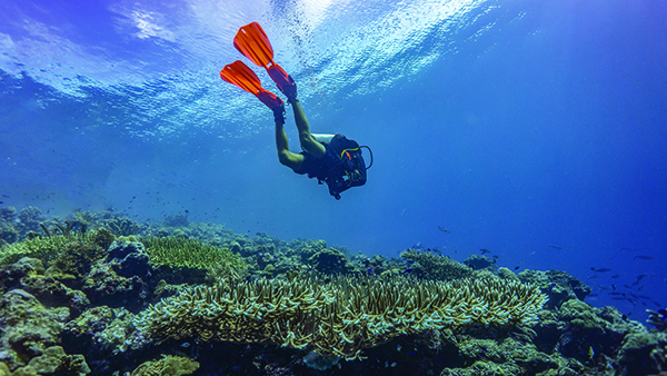 Diver swimming over coral