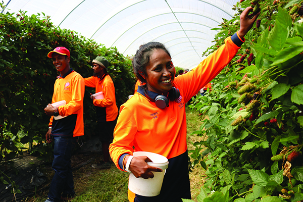 Timorese workers at Hillwood Berries in Hillwood, TAS