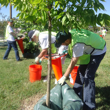 Embassy staff holding orange traffic cones upide down as a funnel to fill plastic water containers around young fruit trees